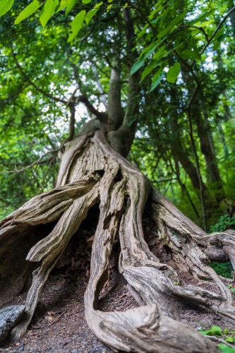 How to Determine the Age of Trees? Dendrochronology Methods