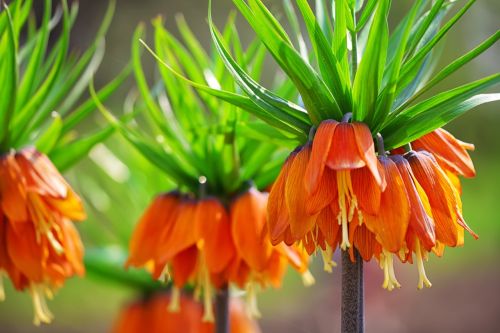 Ağlayan Gelin Çiçeği (Fritillaria Imperialis) Özellikleri ve Bakımı