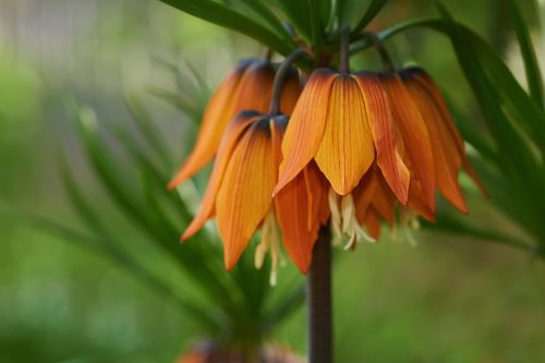 Ağlayan Gelin Çiçeği (Fritillaria Imperialis) Özellikleri ve Bakımı