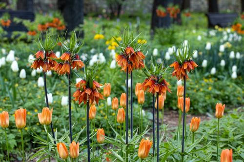 Ağlayan Gelin Çiçeği (Fritillaria Imperialis) Özellikleri ve Bakımı