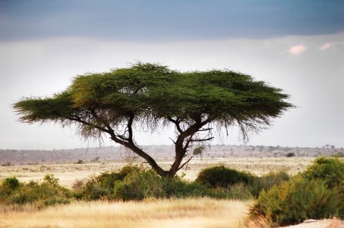 Types and Features of Acacia Trees: Natural Shade for Your Garden