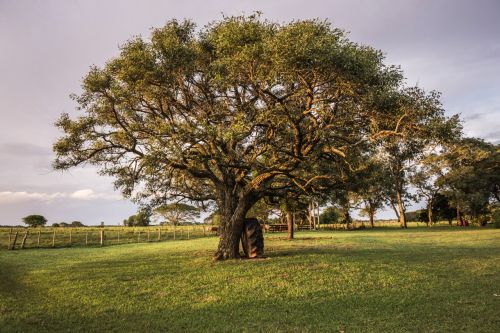 Types and Features of Acacia Trees: Natural Shade for Your Garden