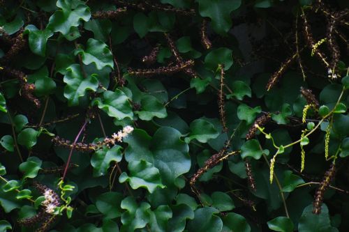 American Ivy: Garden and Landscape Design Ideas