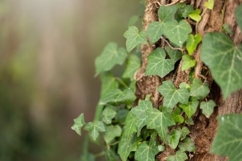 American Ivy: Garden and Landscape Design Ideas