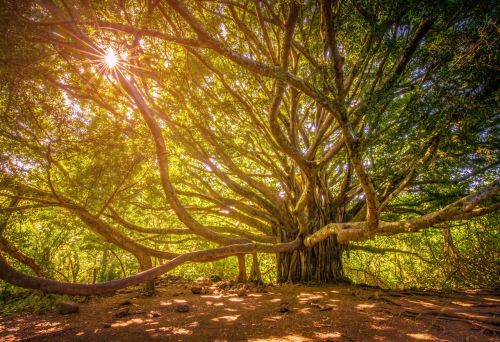 Andız Ağacı Nedir? Faydaları, Kullanım Alanları ve Özellikleri