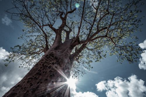 Andız Ağacı Nedir? Faydaları, Kullanım Alanları ve Özellikleri