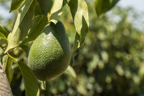 How to Grow an Avocado Tree? Step-by-Step Growing Guide