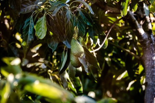 How to Grow an Avocado Tree? Step-by-Step Growing Guide