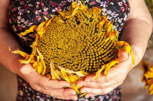 Ayçiçeğinin (Günebakan Çiçeğinin) Mitolojik Hikayesi