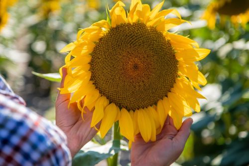 Ayçiçeğinin (Günebakan Çiçeğinin) Mitolojik Hikayesi