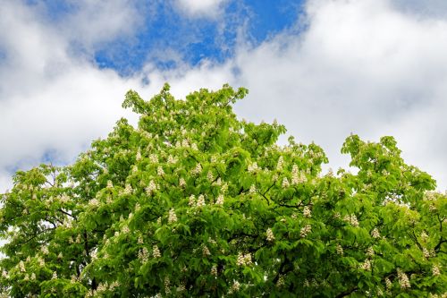 Fastest Growing Tree Species for Your Garden