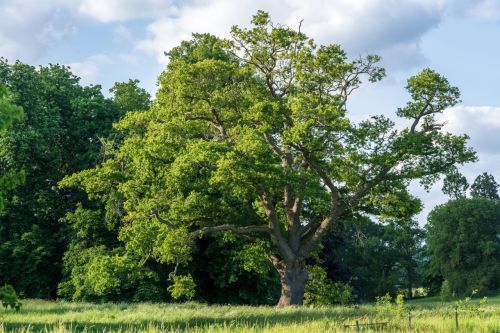 Fastest Growing Tree Species for Your Garden