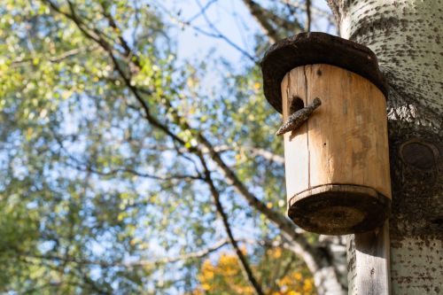  Making a Birdhouse for Your Garden