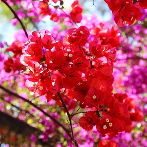 How to Propagate Bougainvillea? Care, Meaning & Garden Use