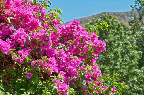 How to Propagate Bougainvillea? Care, Meaning & Garden Use