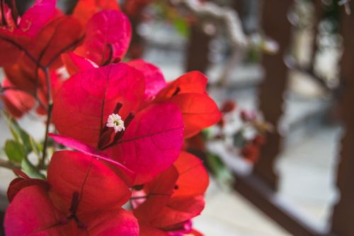 How to Propagate Bougainvillea? Care, Meaning & Garden Use