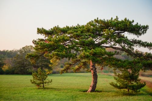 What Are the Types of Pine Trees? Ideal Pine Varieties for Landscaping