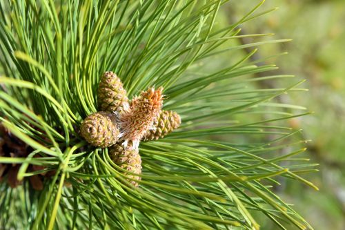 What Are the Types of Pine Trees? Ideal Pine Varieties for Landscaping