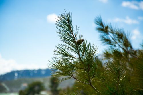 What Are the Types of Pine Trees? Ideal Pine Varieties for Landscaping