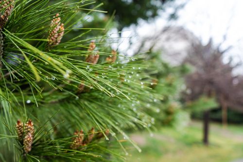 What Are the Types of Pine Trees? Ideal Pine Varieties for Landscaping