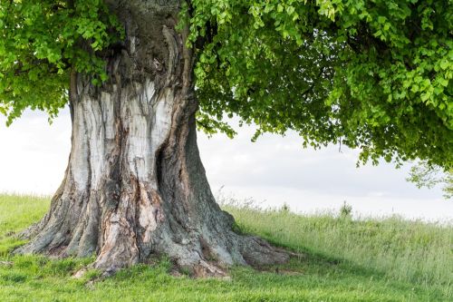Plane Tree: Characteristics, Care, and Benefits