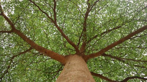 Plane Tree: Characteristics, Care, and Benefits