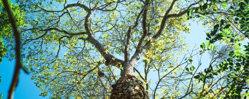 Plane Tree: Characteristics, Care, and Benefits
