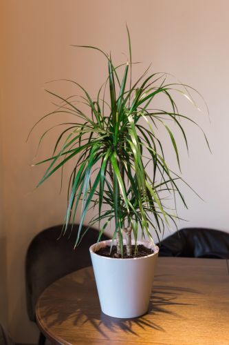 Evde Bakımı En Kolay Bitkiler