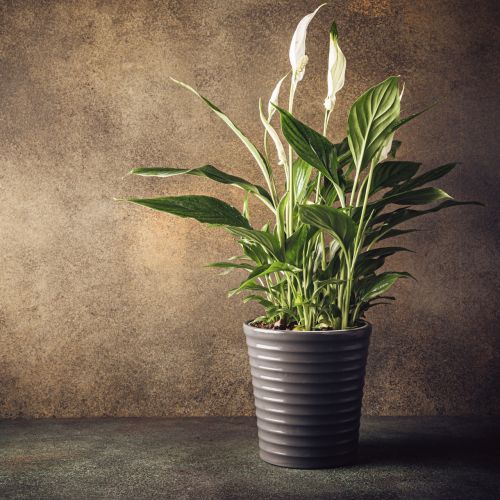 Toxic Indoor Plants That Are Dangerous to Keep at Home