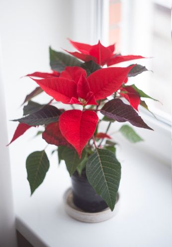 Toxic Indoor Plants That Are Dangerous to Keep at Home