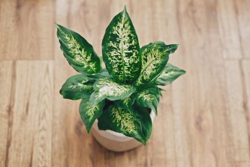 Toxic Indoor Plants That Are Dangerous to Keep at Home