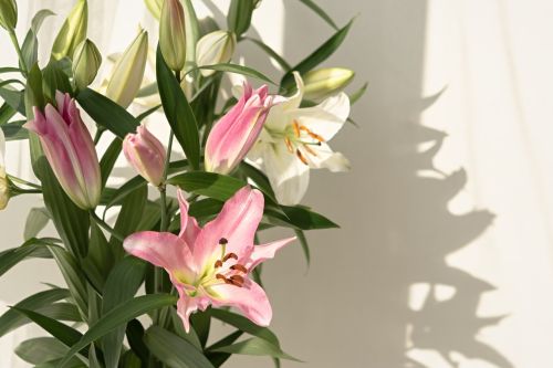 Toxic Indoor Plants That Are Dangerous to Keep at Home