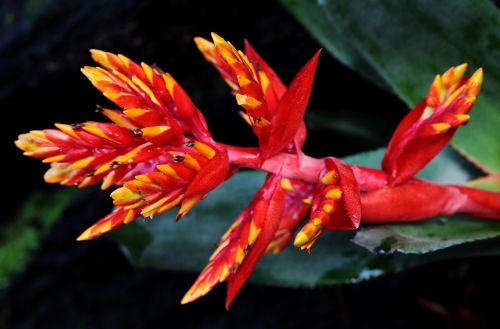 Guzmanya Çiçeği Anlamı ve Bakımı: Dekorasyonda Guzmanya