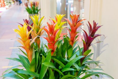 Guzmanya Çiçeği Anlamı ve Bakımı: Dekorasyonda Guzmanya