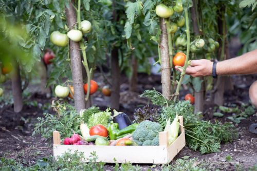 What to Plant Each Month? A Month-by-Month Planting Guide by Season