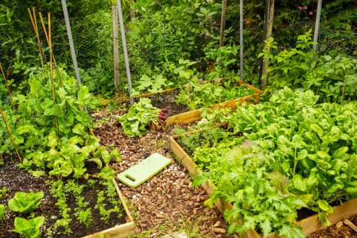 What to Plant Each Month? A Month-by-Month Planting Guide by Season