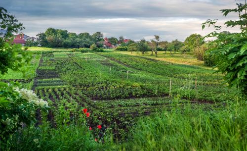 What to Plant Each Month? A Month-by-Month Planting Guide by Season