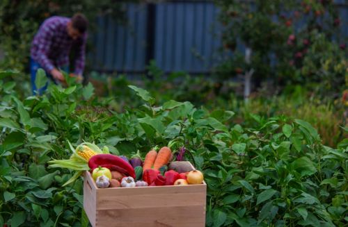 What to Plant Each Month? A Month-by-Month Planting Guide by Season