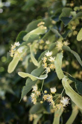 Where Does the Linden Tree Grow? Characteristics and Benefits