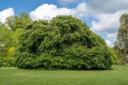 Where Does the Linden Tree Grow? Characteristics and Benefits
