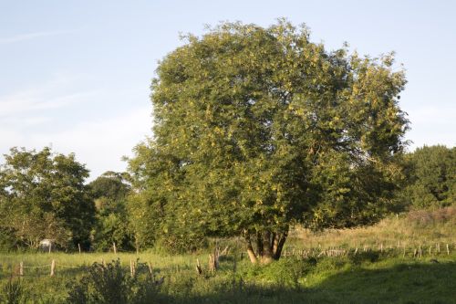 Where Does the Linden Tree Grow? Characteristics and Benefits