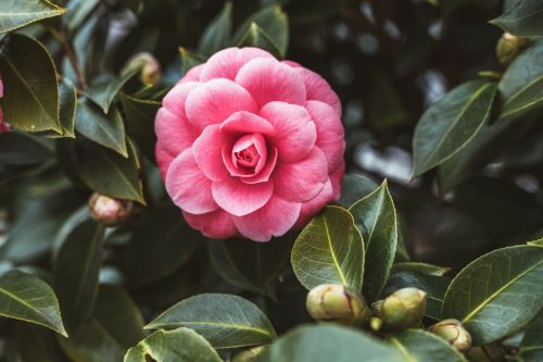 Camellia Flower: Care, Meaning & Characteristics