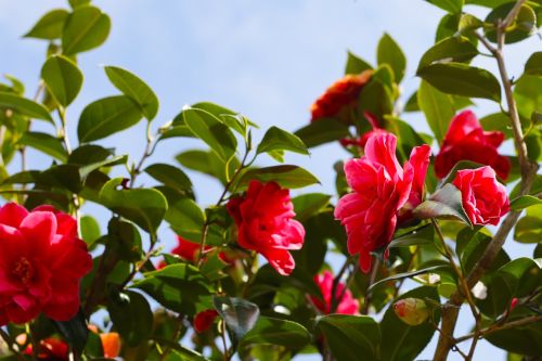 Camellia Flower: Care, Meaning & Characteristics