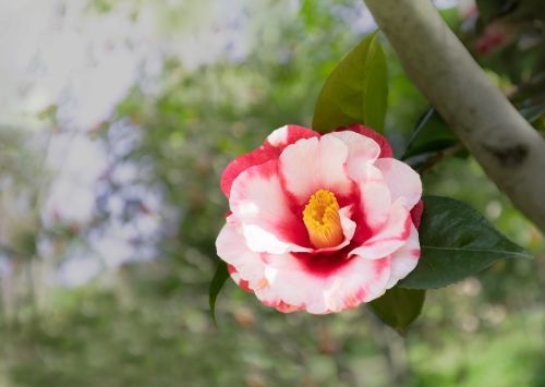 Camellia Flower: Care, Meaning & Characteristics