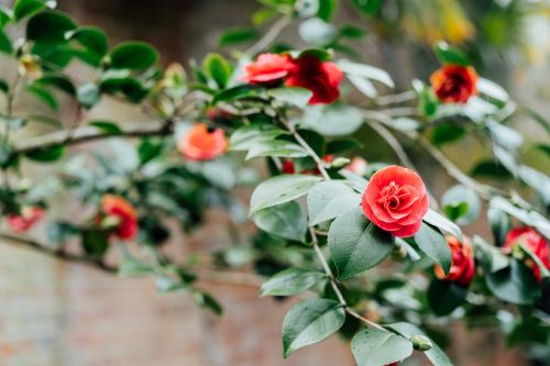Camellia Flower: Care, Meaning & Characteristics