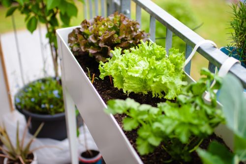Vertical Gardening for Small Balconies