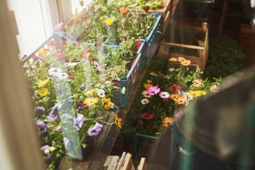 Vertical Gardening for Small Balconies