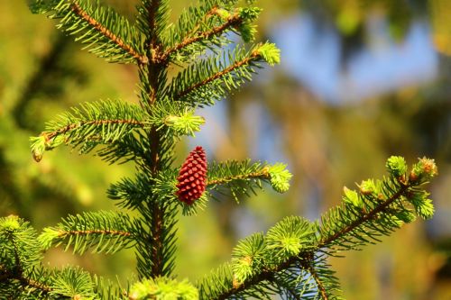 Everything You Need to Know About Spruce Trees: Types and Characteristics