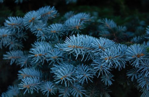 Everything You Need to Know About Spruce Trees: Types and Characteristics