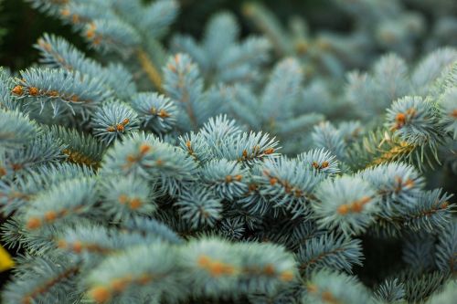 Everything You Need to Know About Spruce Trees: Types and Characteristics